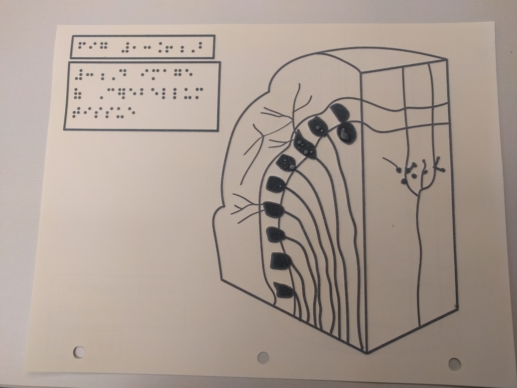3D diagram of cerebellum tissue printed in thermal paper.
